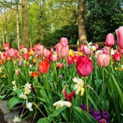 Keukenhof vrtovi otvoreni za posetioce – virtuelno