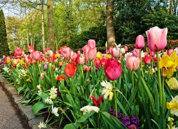 Keukenhof vrtovi otvoreni za posetioce – virtuelno