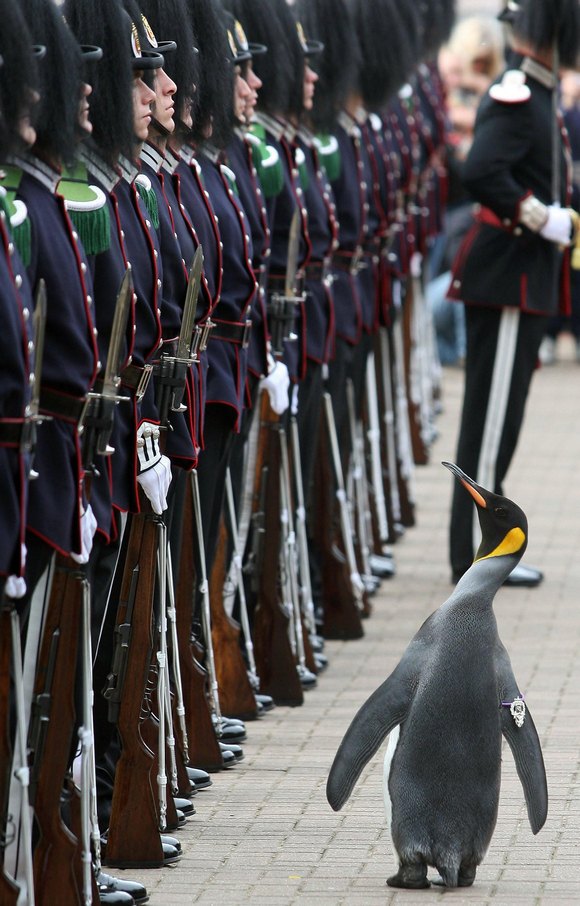 Zanimljivosti: maskota Norveške garde danas je pingvin brigadir Nils Olav III