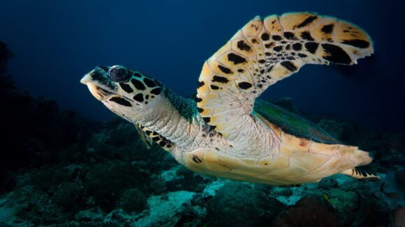 Kornjace Hawksbill