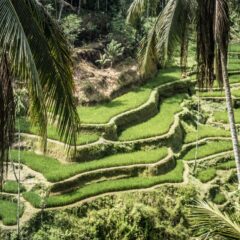 Seoski turizam u Indoneziji