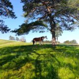 Atrakcije u okolini Zlatibora