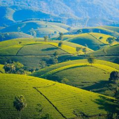 Idealne destinacije za ljubitelje čaja