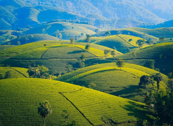 Idealne destinacije za ljubitelje čaja