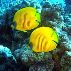 Egipat izgradio 36 km dugačak zid