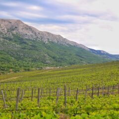 Vrbnik, vinarija Katunar i ostrvo Krk – u potrazi za vinima izgubljenog vremena