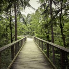 Šetnja kroz krošnje u švajcarskim Alpima