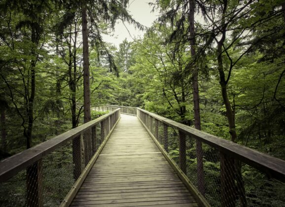 Šetnja kroz krošnje u švajcarskim Alpima