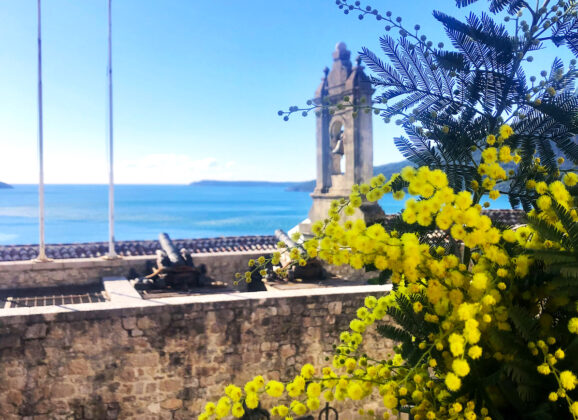 Herceg Novi organizuje čuveni Praznik mimoze