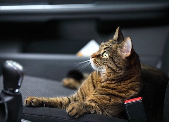 Saveti za duga putovanja sa mačkom