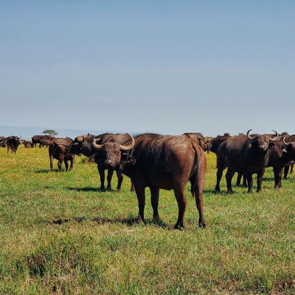 Maasai Safari