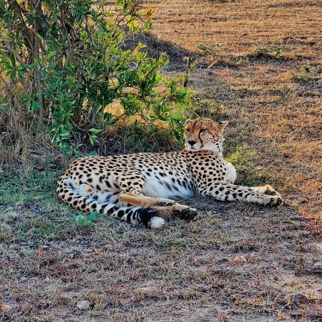 Gepard
