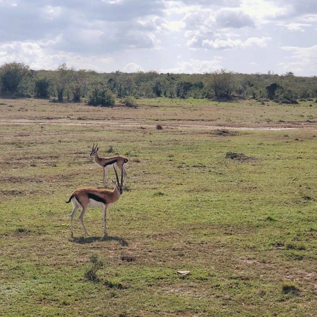 Safari