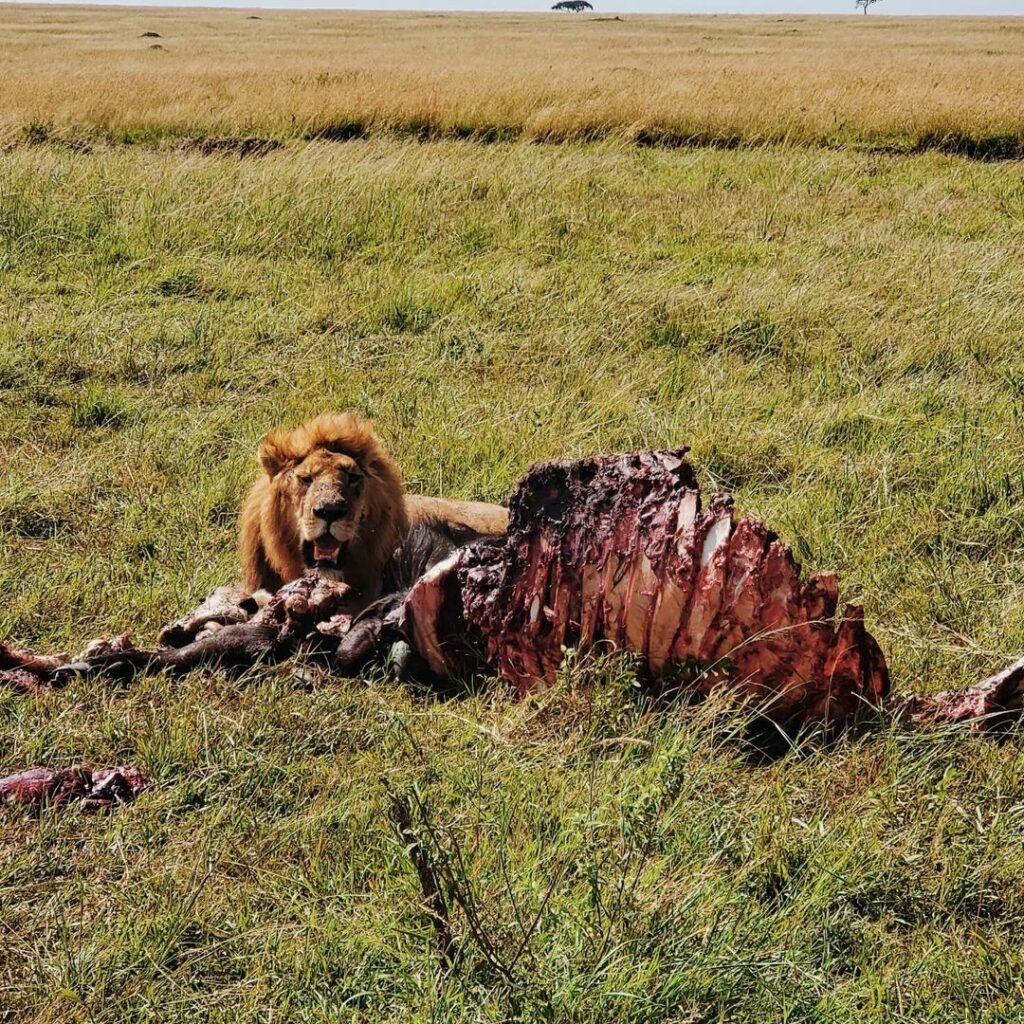 Safari - Lav