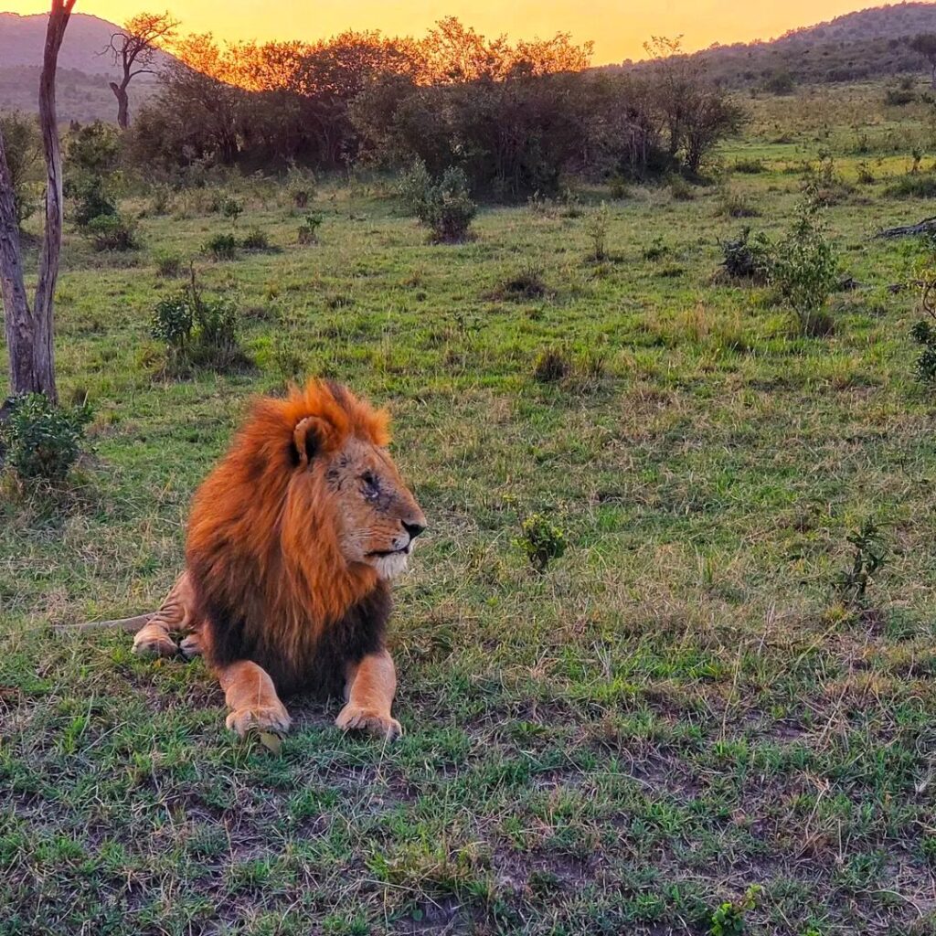 Safari - Lav