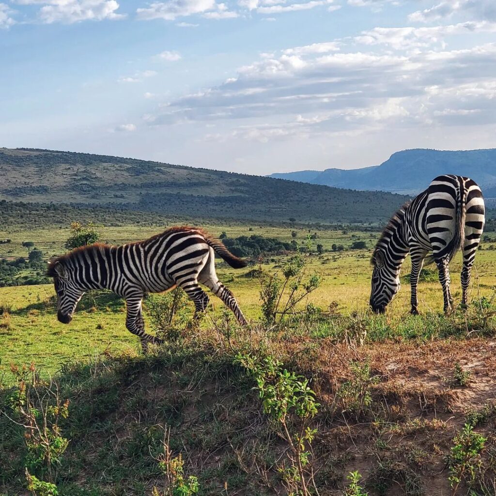 Zebre