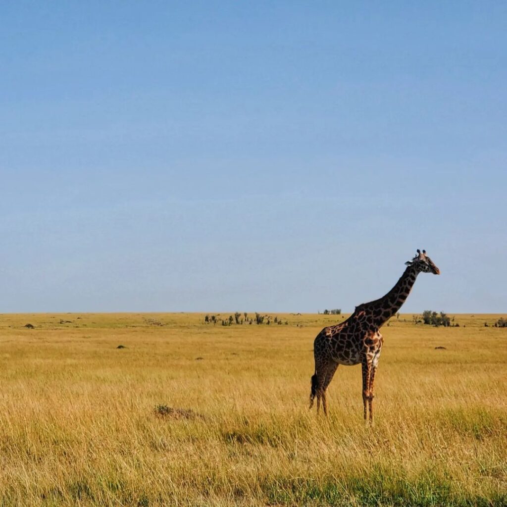 Safari - zirafe