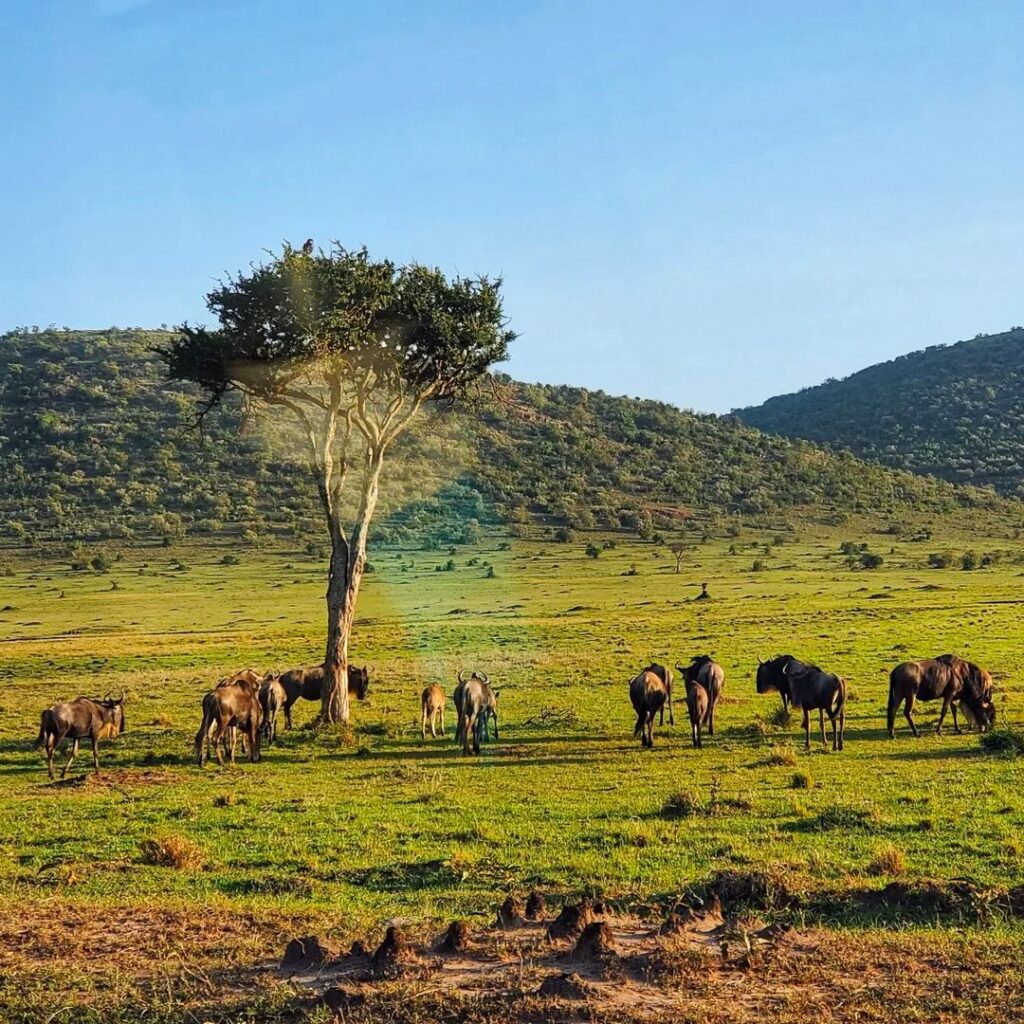 Maasai safari