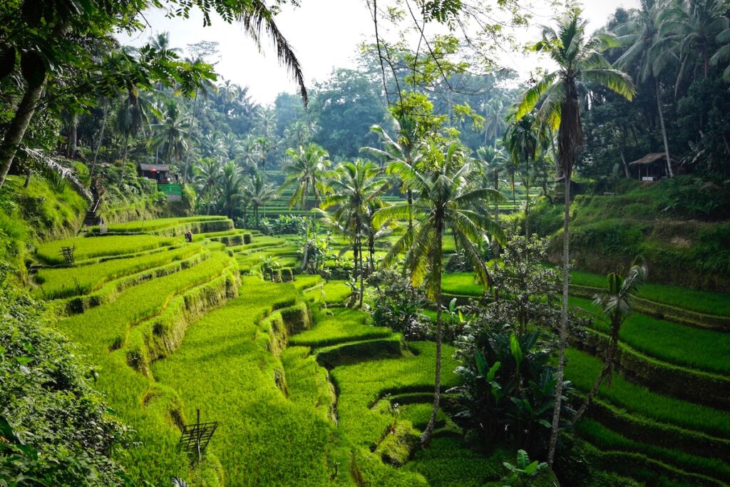 Bali ulazak