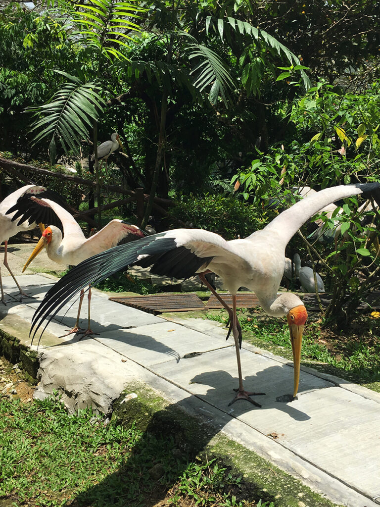 Kuala Lumpur Park ptica