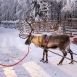 Jelen na farmi Laponija