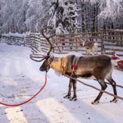 Laponija: Sedam dana zime u aprilu