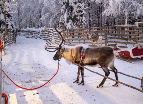 Laponija: Sedam dana zime u aprilu